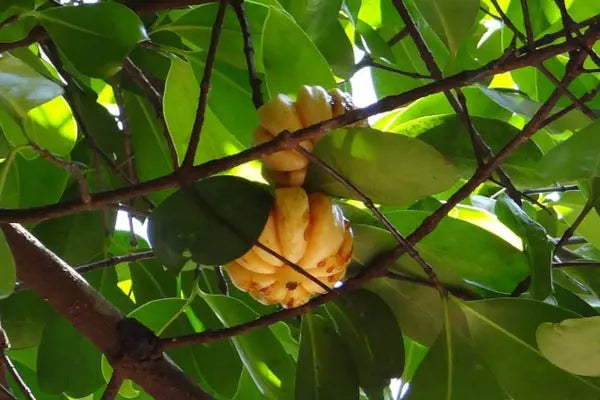 Navigating the Hype: Garcinia Cambogia and Weight Loss Explained