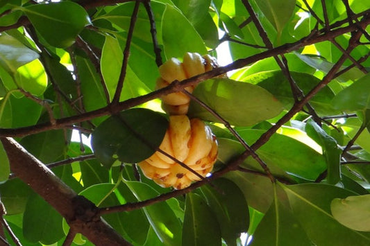 Garcinia Cambogia: Small, pumpkin-shaped fruit with potential weight loss benefits. 